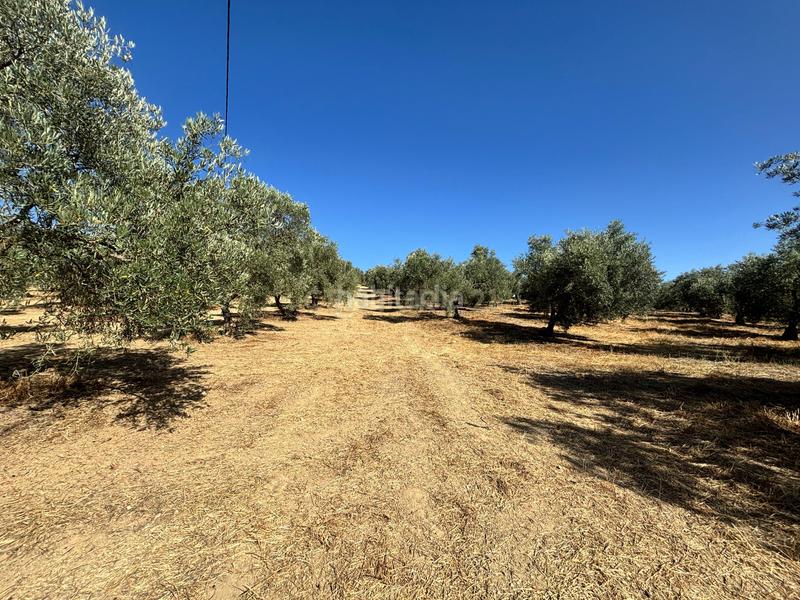 Foto 8da9c573-899b-41e5-8ce1-66ce219f5d2c. Propriété dans polígono 1 dans Villanueva del Trabuco