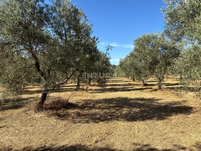 Foto 929ff350-c81d-4ec5-98e4-aaacbc79398b. Propriété dans polígono 1 dans Villanueva del Trabuco