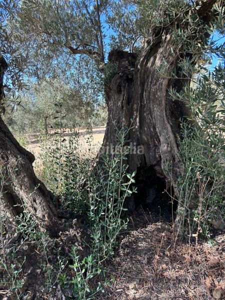 Foto a89c1816-3235-4d80-95c5-c9bbe2c0e0e8. Propriété dans polígono 1 dans Villanueva del Trabuco