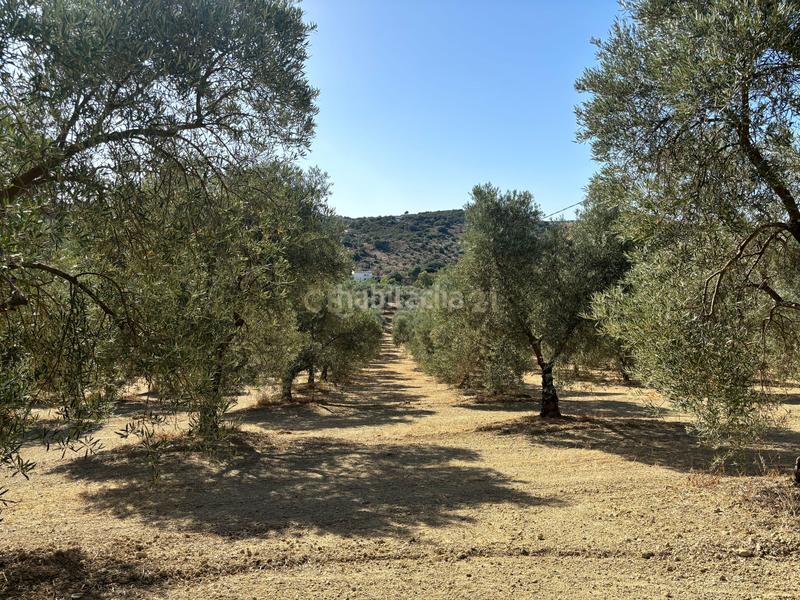 Foto bca2ba33-a18e-4501-a45d-668763eb89c5. Propriété dans polígono 1 dans Villanueva del Trabuco