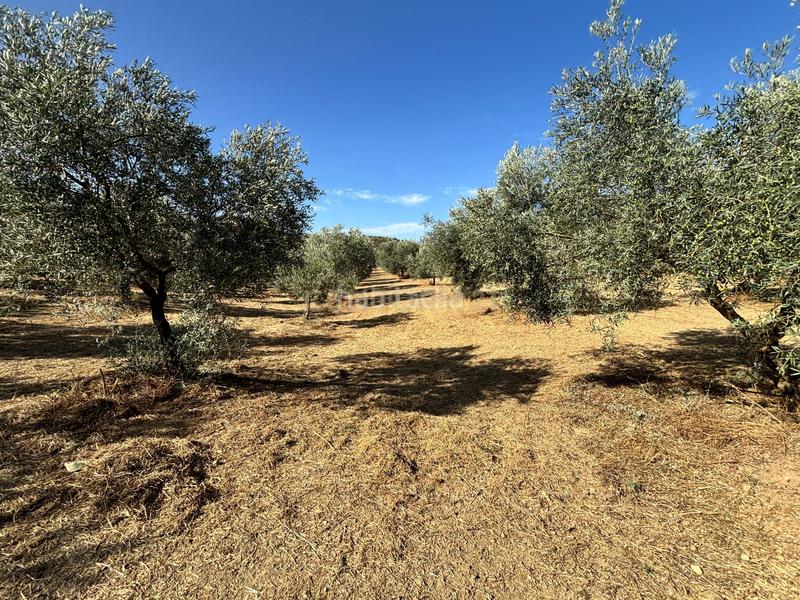 Foto c64c63ce-6b72-4433-9023-65c2553541c5. Propriété dans polígono 1 dans Villanueva del Trabuco