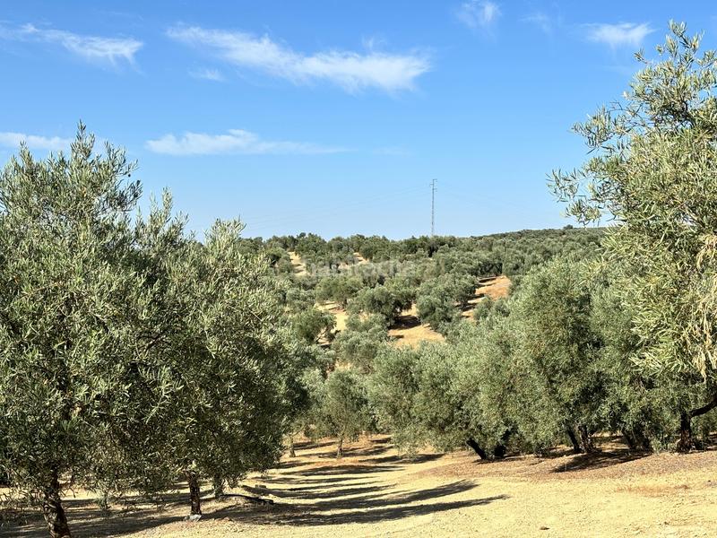 Foto cf3808a8-2e2f-4a5e-a0e7-9d1e076733d1. Propriété dans polígono 1 dans Villanueva del Trabuco