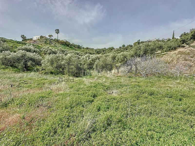 Foto 81068ea4-bf02-4d71-bb7a-5b3a15b4c610. Fondo rustico in camino zarzaparrilla - fuente de ariza 183 in Algarrobo