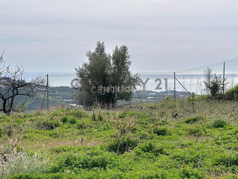 Foto dbfd2a3e-3a5a-4a4d-8224-a3865a9469b7. Fondo rustico in camino zarzaparrilla - fuente de ariza 183 in Algarrobo