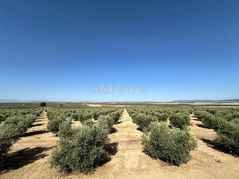 Foto 005007a8-97bd-4dc3-98ce-f4c958096d8e. Finca rústica a 29520 Fuente de Piedra a Fuente de Piedra