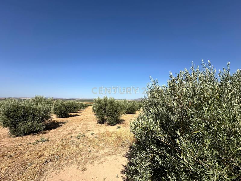 Foto 1e569d79-71f9-448f-a46a-f26c203666bd. Finca rústica a 29520 Fuente de Piedra a Fuente de Piedra