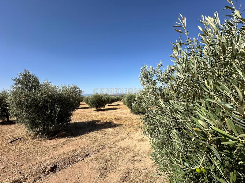 Foto 2b0f1e39-3c34-440a-85d5-5c5afb909403. Finca rústica a 29520 Fuente de Piedra a Fuente de Piedra