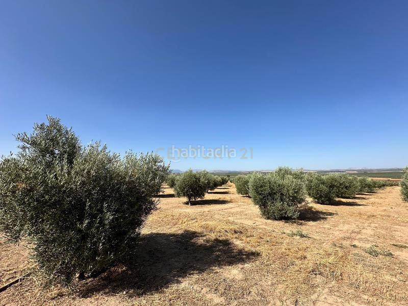 Foto 32c5a66e-2ed2-4924-9456-d55755f04855. Finca rústica a 29520 Fuente de Piedra a Fuente de Piedra