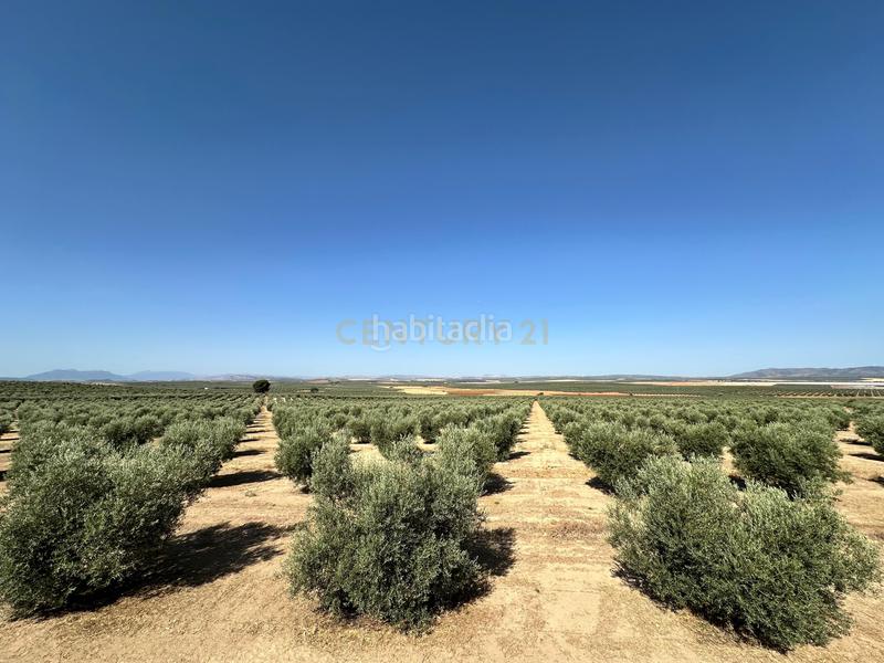 Foto c5b08985-692a-4cb0-a325-6ff4309cfa3b. Finca rústica a 29520 Fuente de Piedra a Fuente de Piedra
