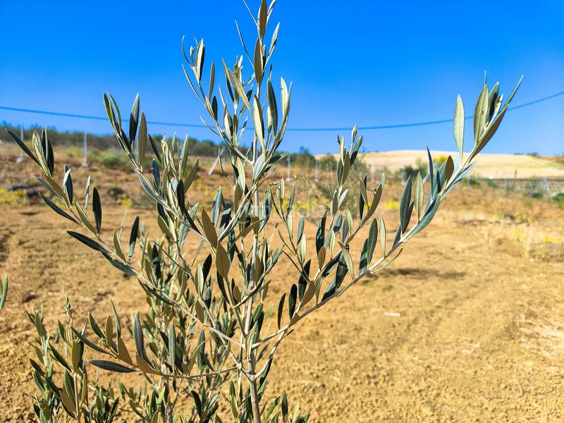 Foto 315f981e-4fe5-4306-b11f-27d34947dda4. Terrain résidentiel dans Coín