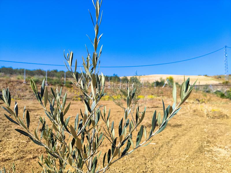 Foto 86d3ba98-36e7-41f0-8e50-55138fc66a7d. Terrain résidentiel dans Coín