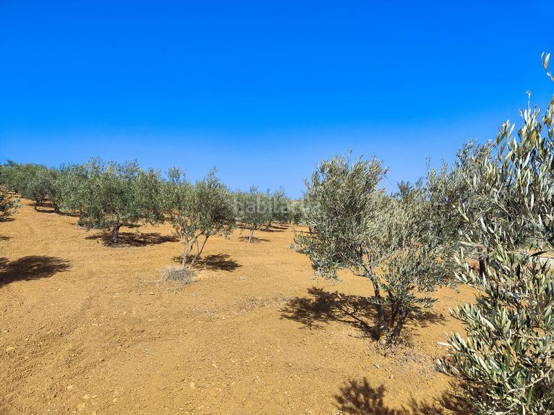 Foto c97d72b9-89e9-4420-97c5-8d3bace2bf10. Terrain résidentiel dans Coín