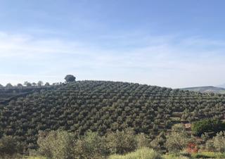 Masia a Castril. Castrilfinca rustica