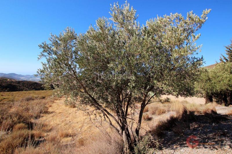 Foto 1414e379-4500-4818-b2c3-d272a62450d7. Masía finca rustica en Vélez de Benaudalla