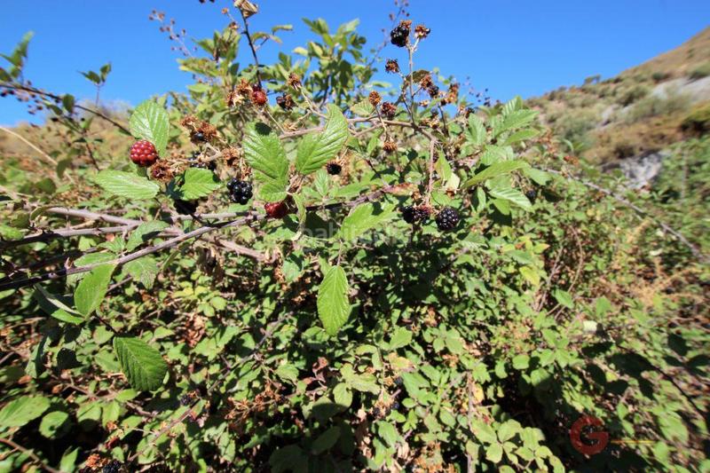 Foto 885dc5c0-8d85-4cb7-9440-069886c83779. Masía finca rustica en Vélez de Benaudalla