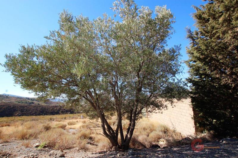 Foto af94012f-24e5-4146-9daa-ca2e3b77d5eb. Masía finca rustica en Vélez de Benaudalla
