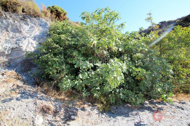 Foto b8e10667-9f8e-4e4a-ac8f-66fad6054762. Masía finca rustica en Vélez de Benaudalla