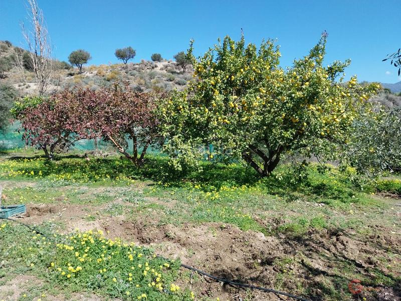 Foto e77c34cd-a48b-4173-89e5-80fda56ad918. Masía finca rustica en Lobres Salobreña