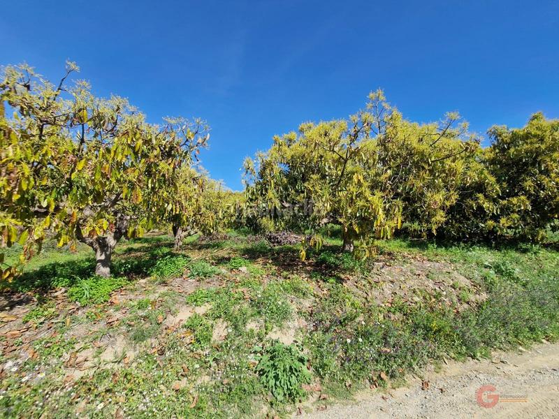 Foto 18875a76-3886-42cb-bc32-97d8b2e0147b. Masía finca rustica en Lobres Salobreña