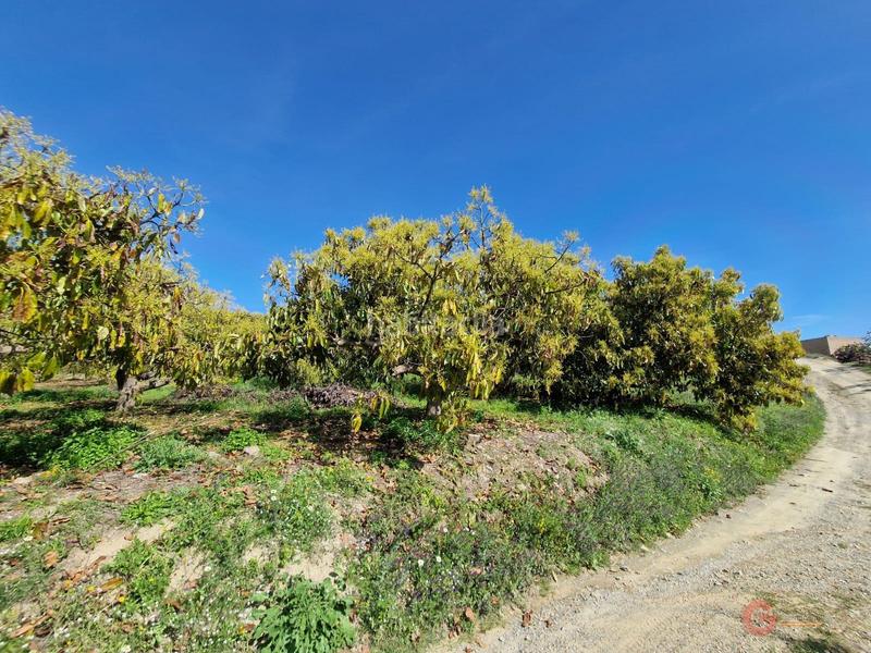 Foto d2da36a1-c2b9-4a15-91bc-593ea55c0b53. Masía finca rustica en Lobres Salobreña