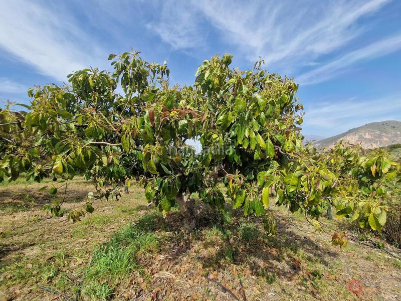 Foto 532b64e2-3ac1-4326-b0eb-4295ede4b5fd. Masía finca rustica en Lobres Salobreña