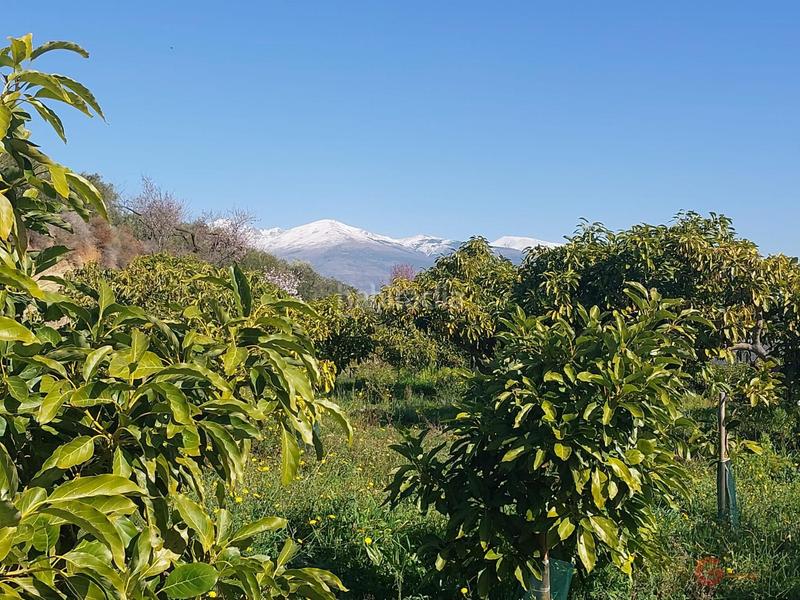 Foto befbcd4f-9226-457b-bcdf-ed65b9b77e2c. Masía finca rustica en Lobres Salobreña