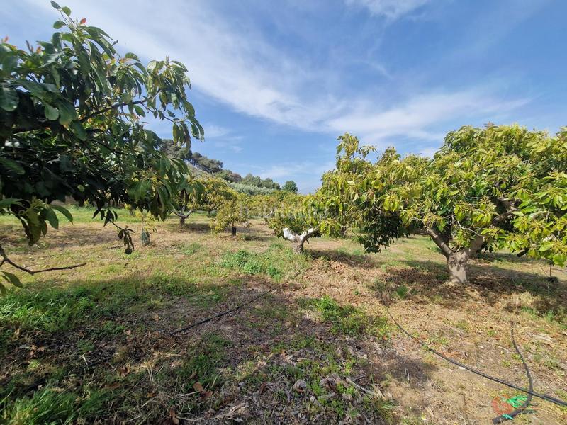 Foto c826c1a4-3ad0-430a-b751-f9b6af39249f. Masía finca rustica en Lobres Salobreña
