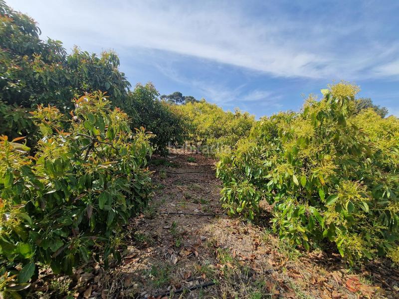 Foto e103531c-f99d-41eb-9ac5-ad270d45907b. Masía finca rustica en Lobres Salobreña