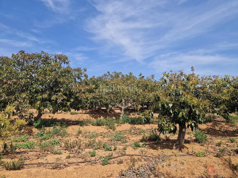 Foto 426e156f-d93f-4e37-bfc4-a89f65e19a12. Masía finca rustica en Lobres Salobreña