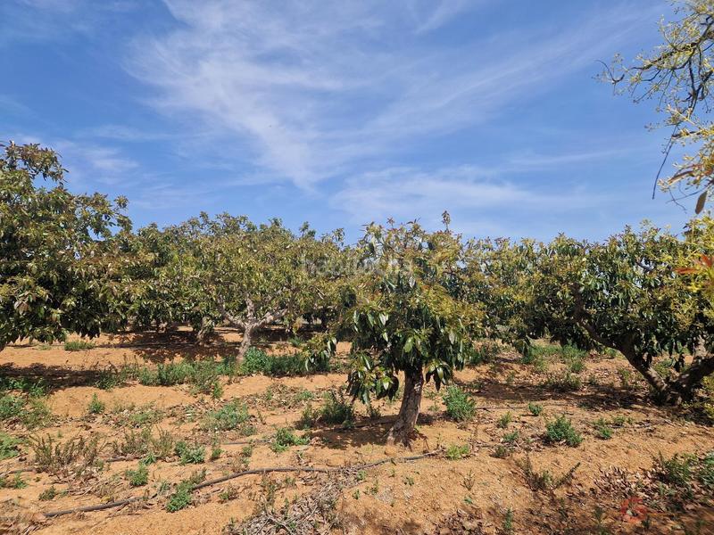 Foto f606cbff-07da-4f38-80c4-78b52f062905. Masía finca rustica en Lobres Salobreña