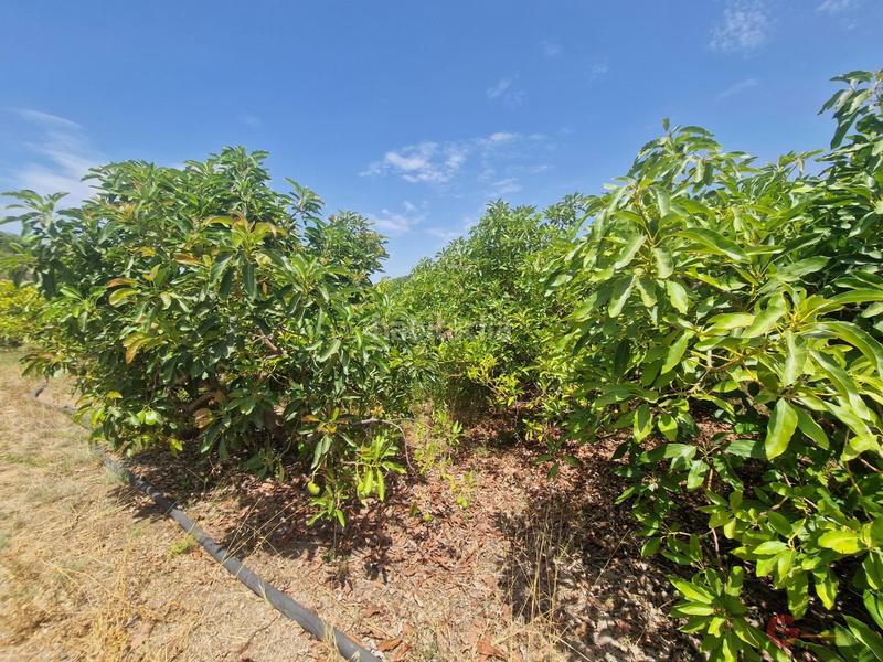 Foto c4c4a697-4dad-4d16-ab4f-bbbdbb455373. Masía finca rustica en Molvízar