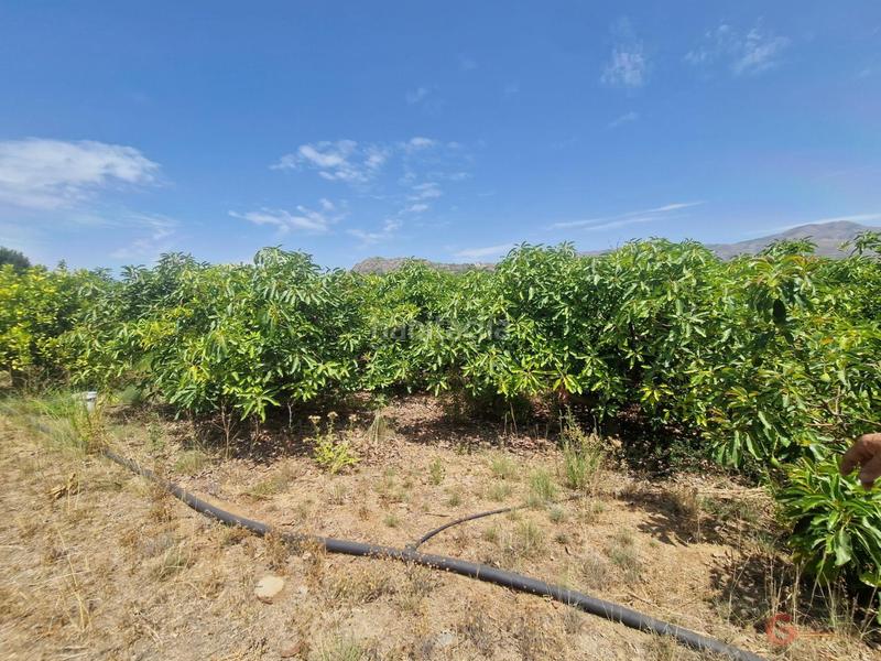 Foto f222c4a6-6e02-45a6-8dd0-329c909d3c84. Masía finca rustica en Molvízar