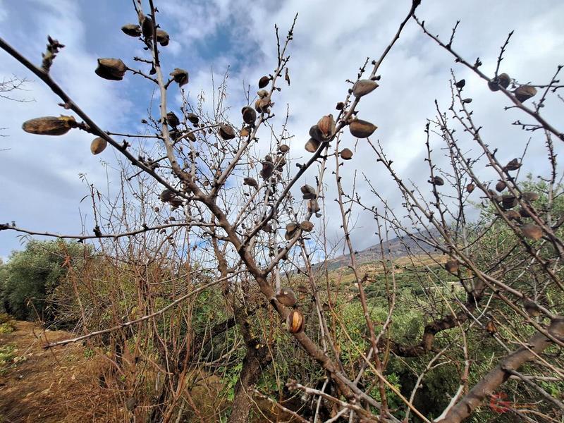 Foto 1742e1c8-2695-49f7-8464-737b7efd7a3a. Masía finca rustica en Lanjarón