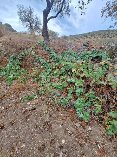 Foto ffe1bd15-025c-4a66-b285-4a41712512a8. Masía finca rustica en Lanjarón
