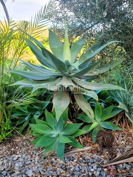 Foto 23372810-de22-416e-9063-294ea94d168b. Chalet con piscina in Los Tablones - La Garnatilla Motril