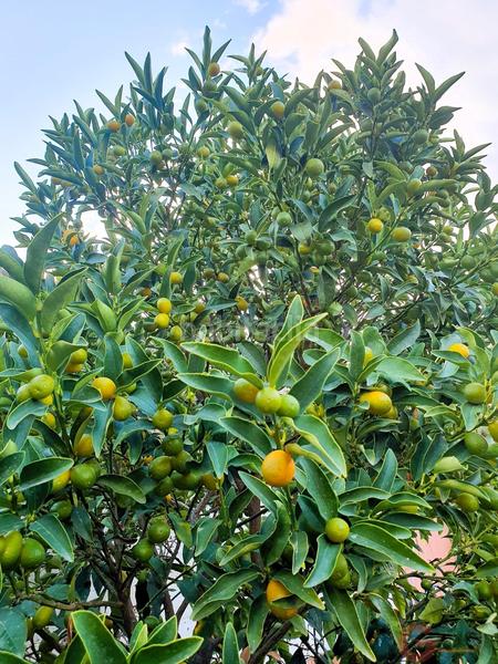 Foto 50b5bbb5-e24d-4bba-82fa-504e3d828798. Chalet con piscina in Los Tablones - La Garnatilla Motril