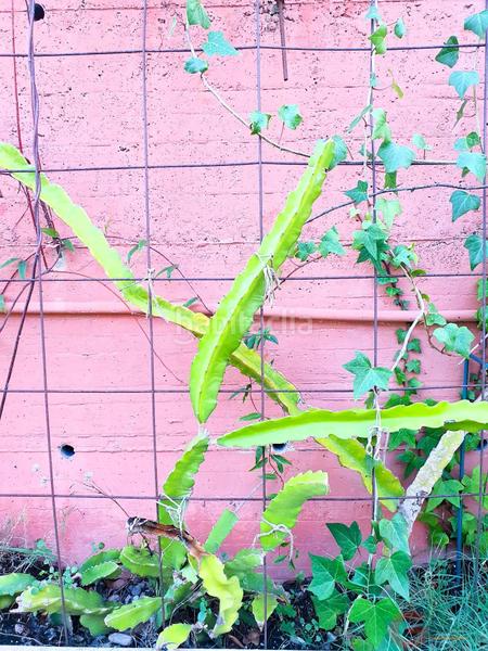 Foto 9e5e3586-2ba8-42fc-a16a-7bf3664da9a9. Chalet con piscina in Los Tablones - La Garnatilla Motril