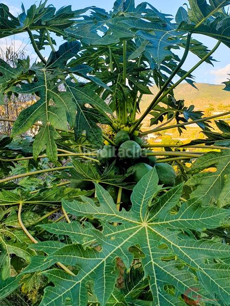 Foto a87edb5c-5c38-48af-b5b4-47e6a47a33cd. Chalet con piscina in Los Tablones - La Garnatilla Motril