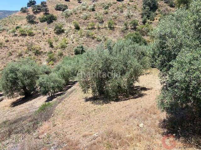 Foto 6a74f42b-cea2-4848-91cd-56391a3996bc. Masia a Comares