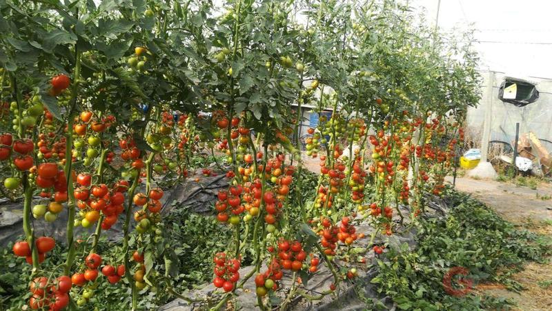 Foto 856e83dd-f272-422e-bde0-0b0e3cce26d6. Masía finca rustica en Órgiva
