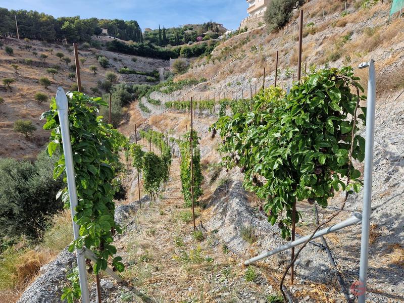 Foto a21ef460-ccdc-49e2-ae70-fa02c3f21dbc. Terreno residenziale in Molvízar