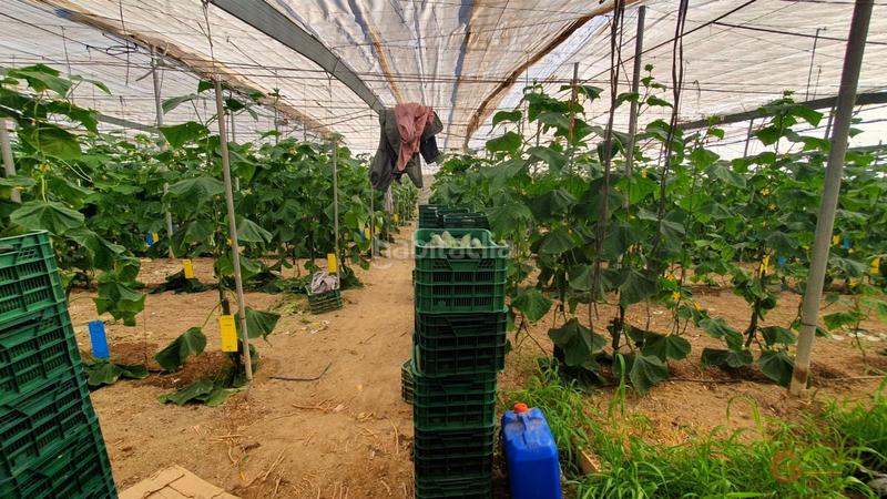 Foto 1c9969f0-2a07-472c-9793-80c5b8c80459. Masía finca rustica en Vélez de Benaudalla