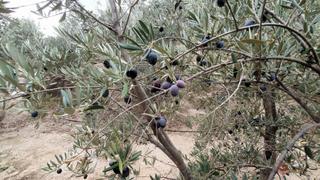 Wohngrundstück in Pinar (El). Píñarterreno