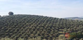 Mas à Alhama de Granada. Alhama de granadafinca rustica