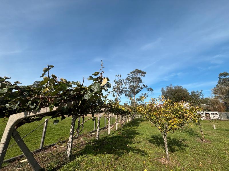 Foto e6933219-0adb-49c6-a566-42687c78e59f. Chalet  en venta en Campus Norte - San Caetano Santiago de Compostela