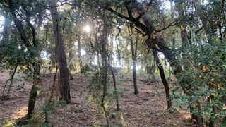 Terreny residencial a C�noves i Samal�s. Encantador terreno en el centro de c�noves!