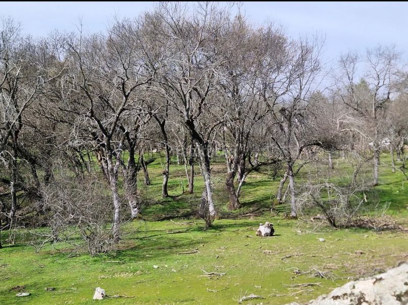 Foto e5d269f6-a5f7-4b49-9794-b7bcb9728cc2. Finca rústica a Guadarrama