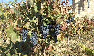 Edifici a Frómista. Bodega con amplios salones en palencia