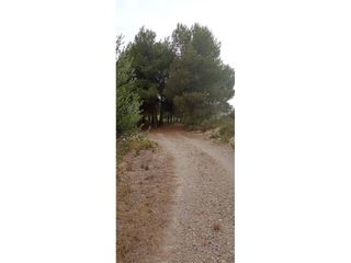 Finca r�stica  Calle partida la basseta del bissell. Finca venta en les borges blanques lleida