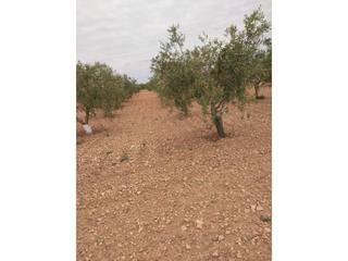 Finca rústica  Pla falliver. Finca en venta les borges blanques lleida
